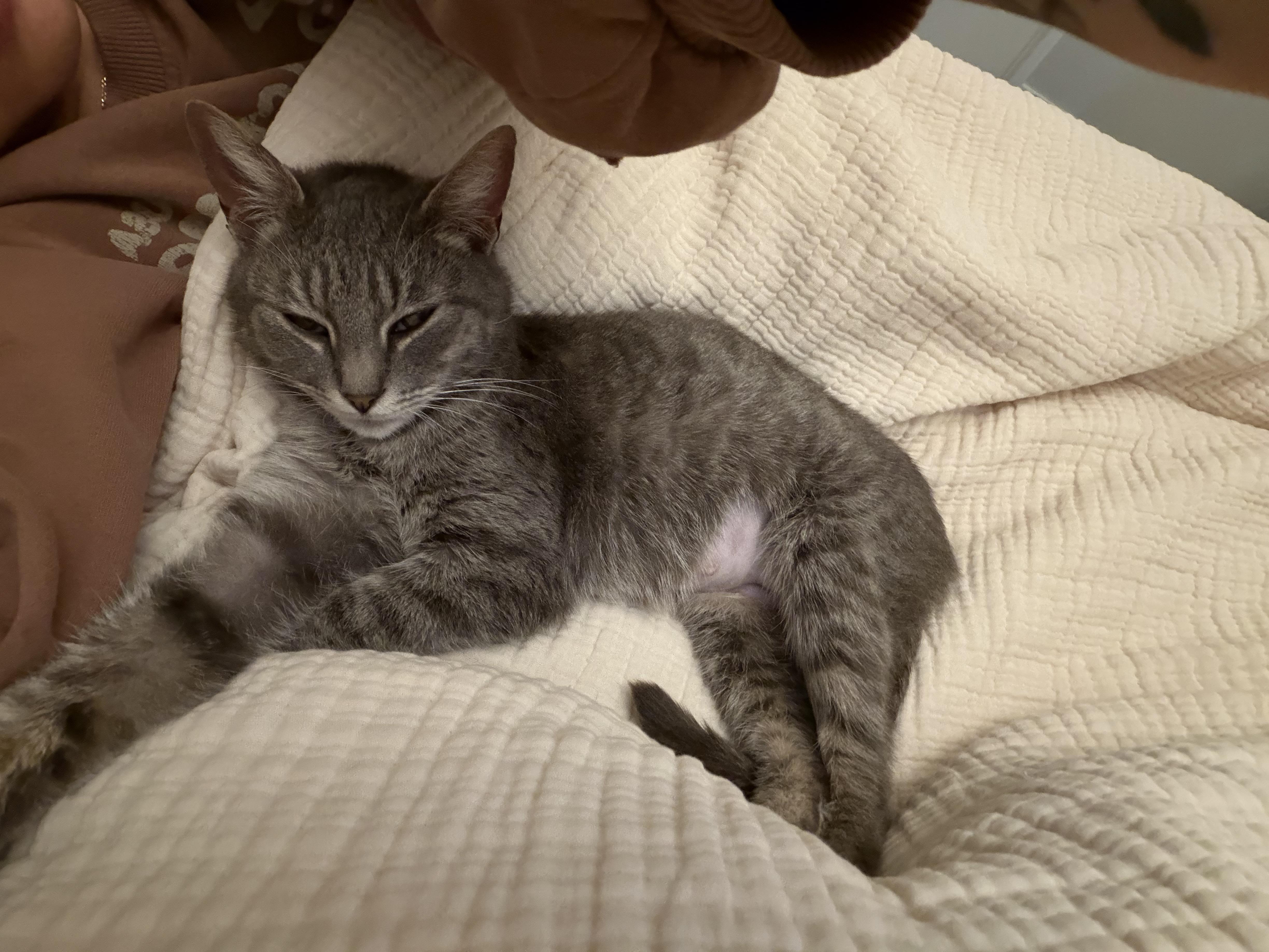 Enlarge Cressida , a Adoptable Domestic Short Hair in Santa Ana, CA image 4/6