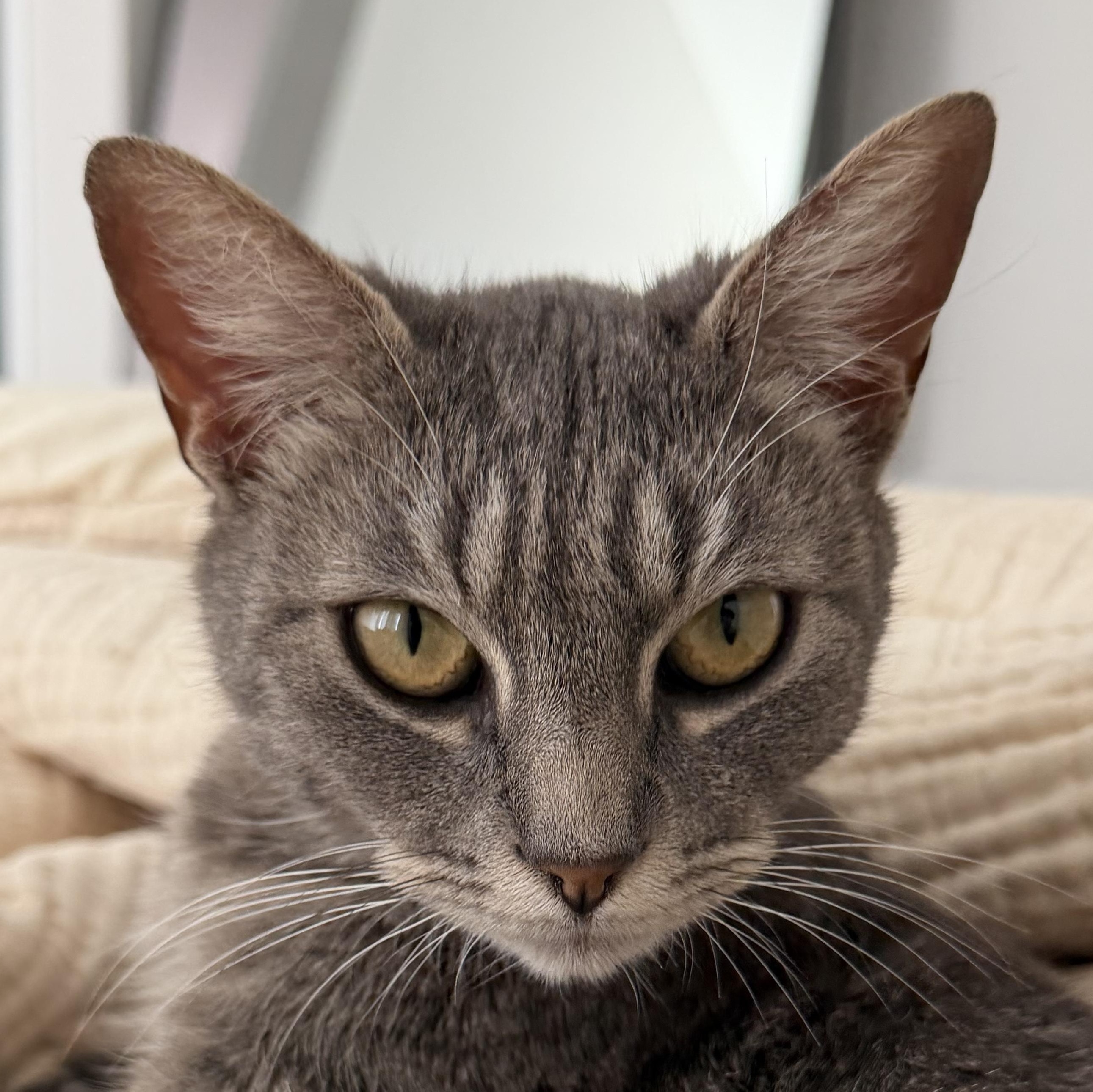 Cressida , Adoptable, Young Female Domestic Short Hair.