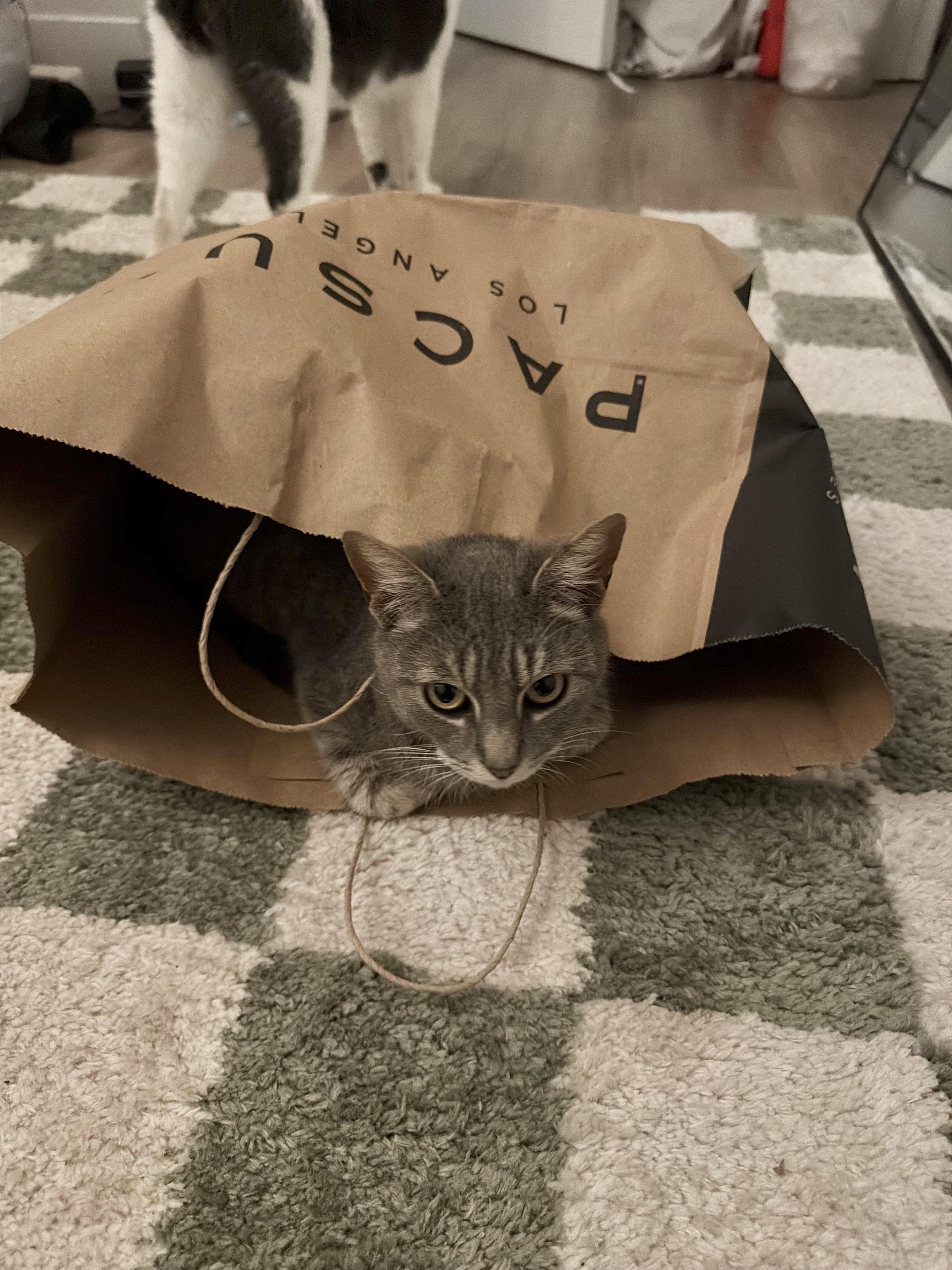 Enlarge Cressida , a Adoptable Domestic Short Hair in Santa Ana, CA image 6/6