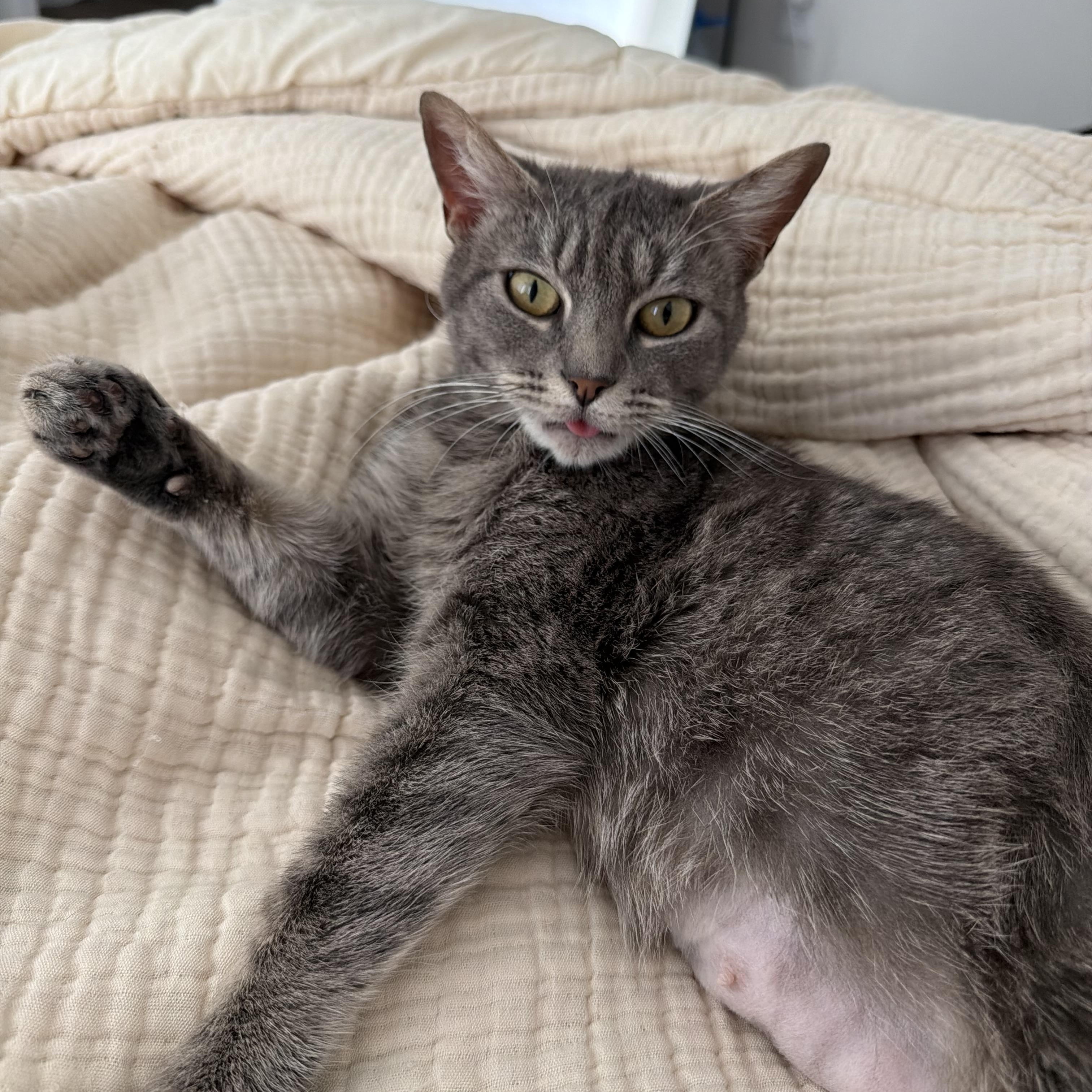 Enlarge Cressida , a Adoptable Domestic Short Hair in Santa Ana, CA image 3/6