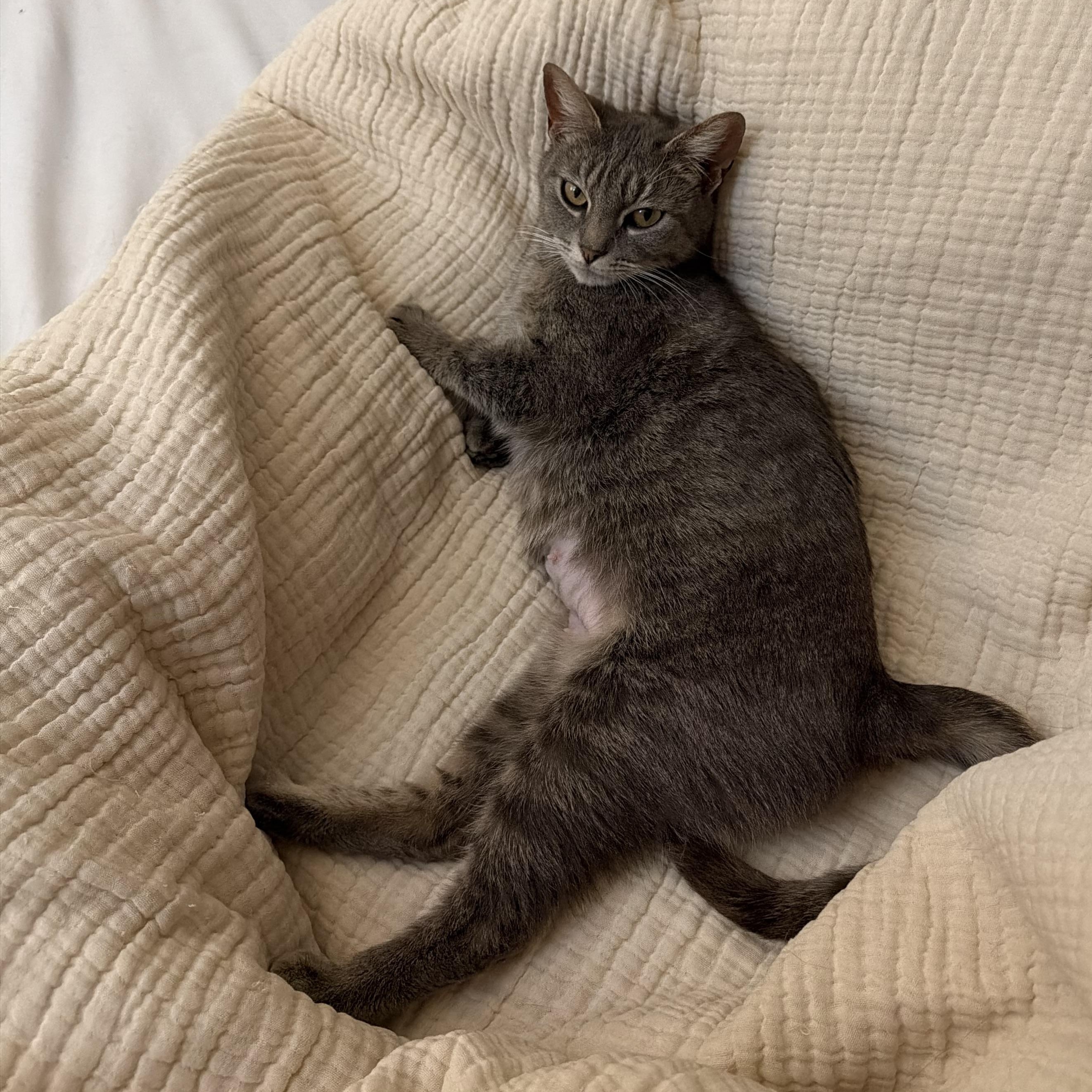 Enlarge Cressida , a Adoptable Domestic Short Hair in Santa Ana, CA image 2/6