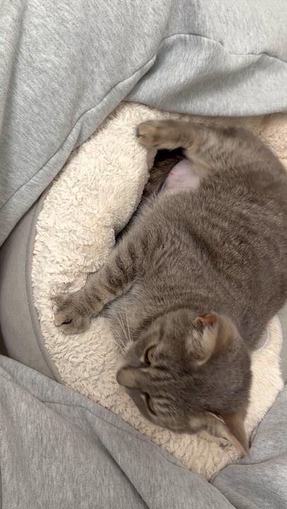 Enlarge Cressida , a Adoptable Domestic Short Hair in Santa Ana, CA video 5/6