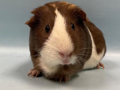 Frannie, Adoptable, Adult Female Guinea Pig.