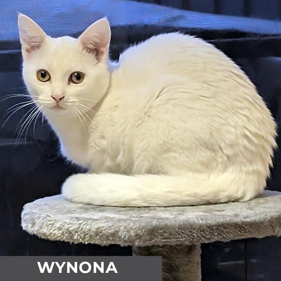 Enlarge Wynona, a Adoptable Domestic Short Hair in Etobicoke, ON image 6/6