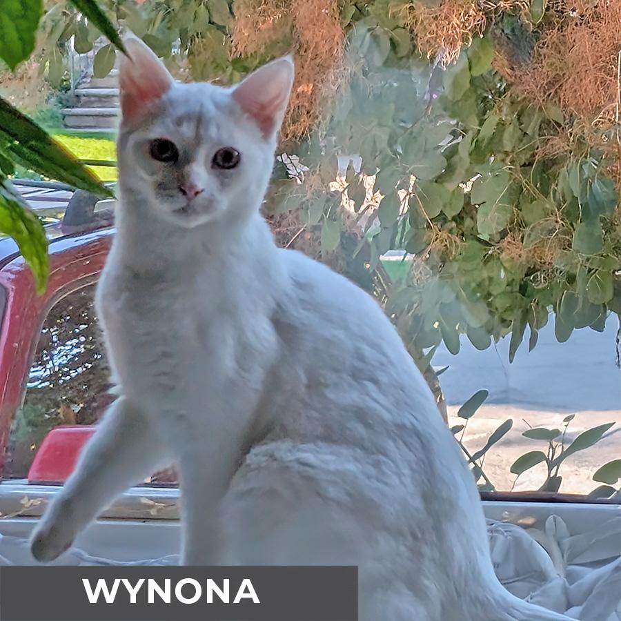 Wynona