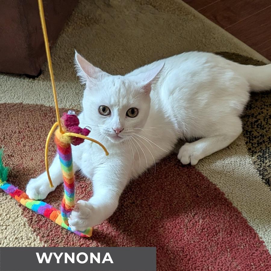 Enlarge Wynona, a Adoptable Domestic Short Hair in Etobicoke, ON image 3/6