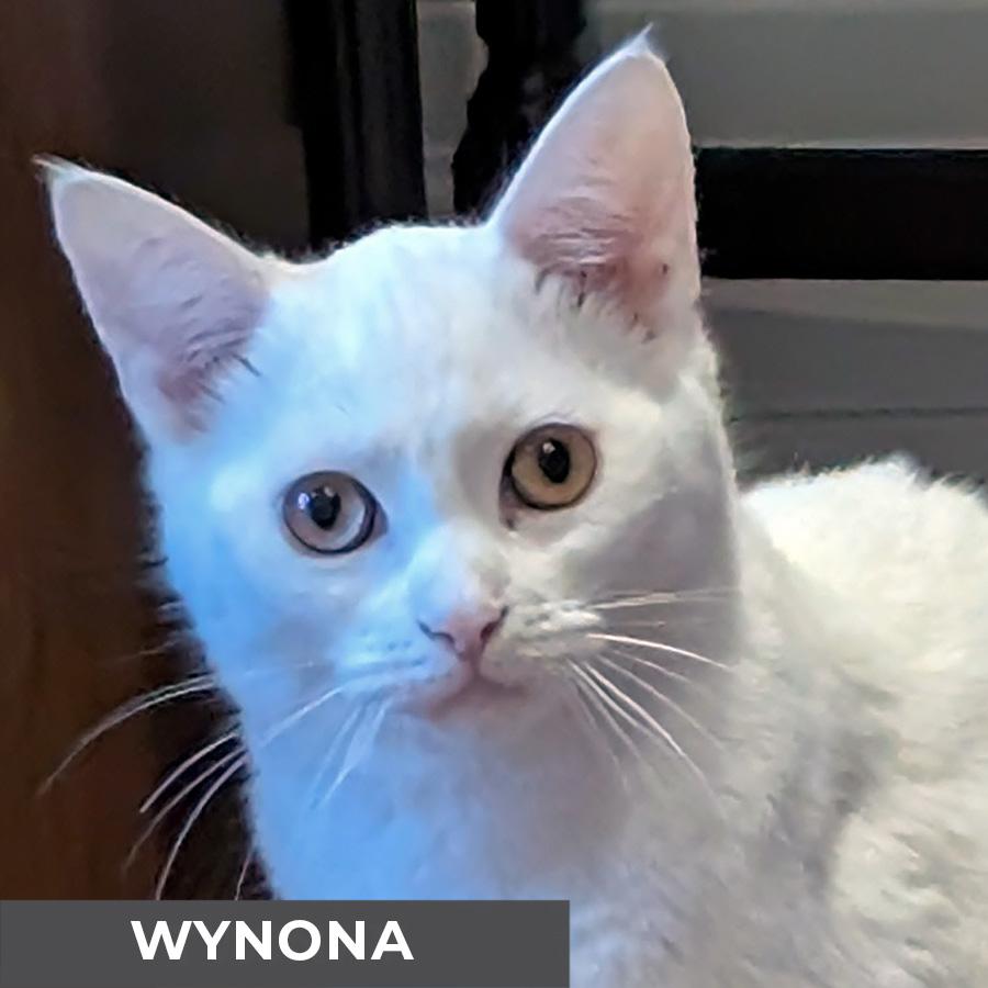 Wynona, Adoptable, Adult Female Domestic Short Hair.
