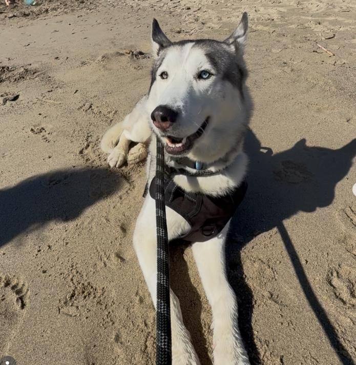 Halo, ADOPTABLE, Young Male Husky.