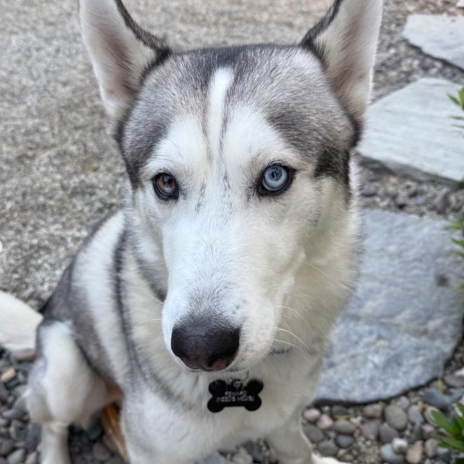 Enlarge Halo, a Adoptable Husky in Westlake Village, CA image 2/5