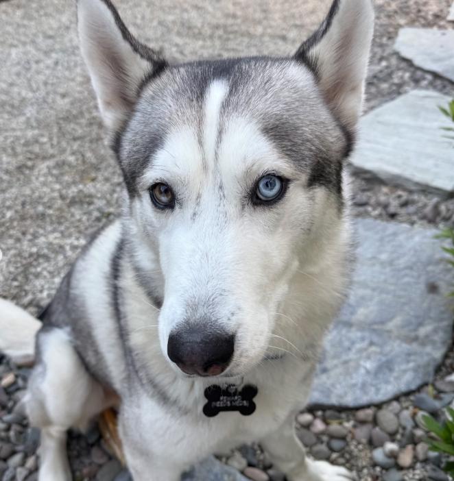 Enlarge Halo, a ADOPTABLE Husky in TEMECULA, CA image 2/5