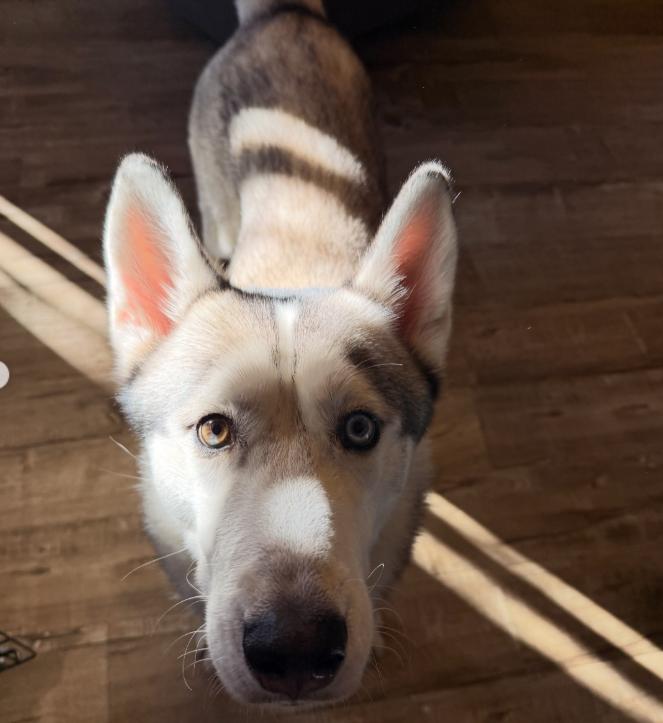 Enlarge Halo, a ADOPTABLE Husky in TEMECULA, CA image 3/5