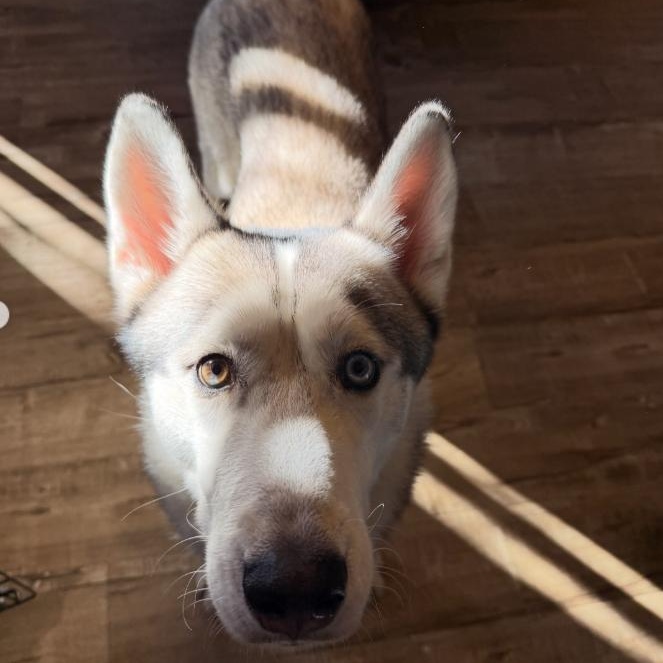 Enlarge Halo, a Adoptable Husky in Westlake Village, CA image 4/5