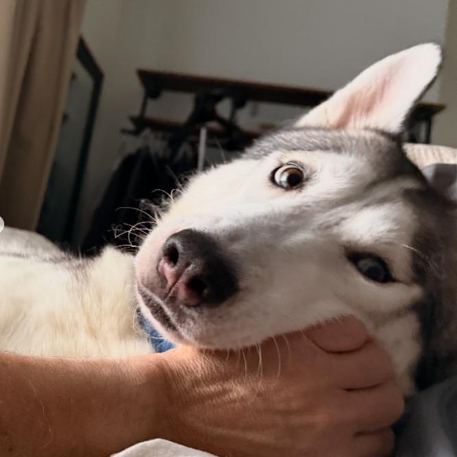 Halo, Adoptable, Young Male Husky.