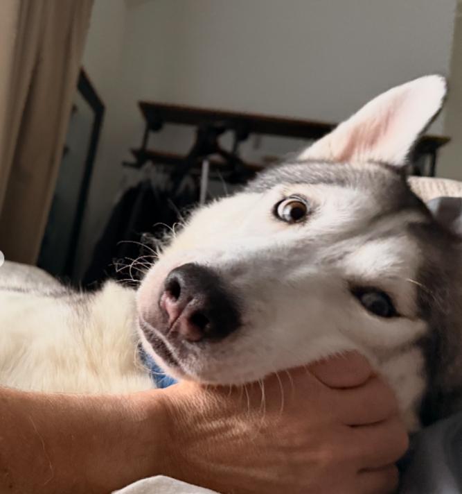 Enlarge Halo, a ADOPTABLE Husky in TEMECULA, CA image 5/5