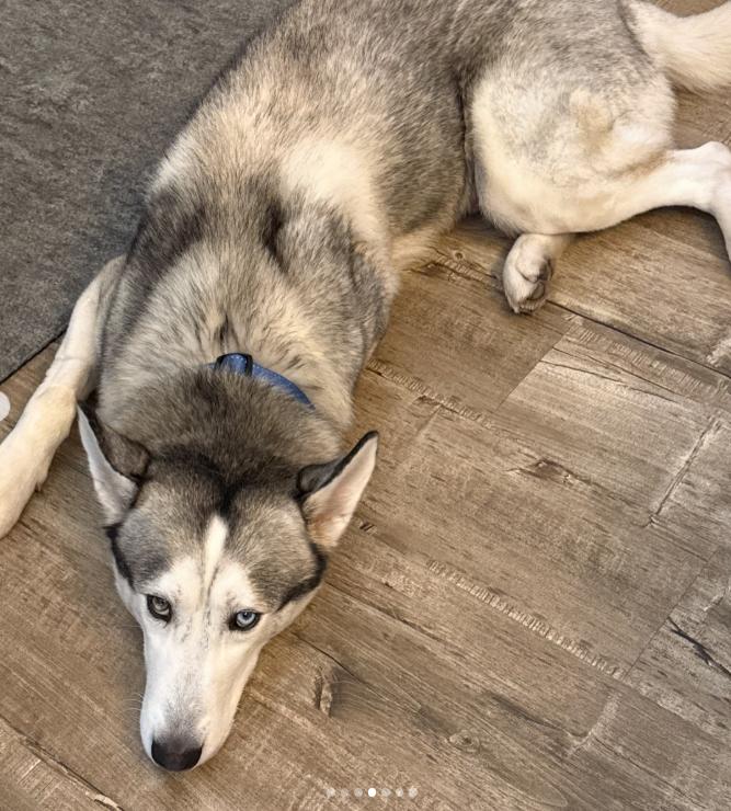 Enlarge Halo, a ADOPTABLE Husky in TEMECULA, CA image 4/5