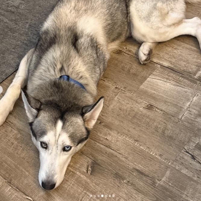 Enlarge Halo, a Adoptable Husky in Westlake Village, CA image 3/5