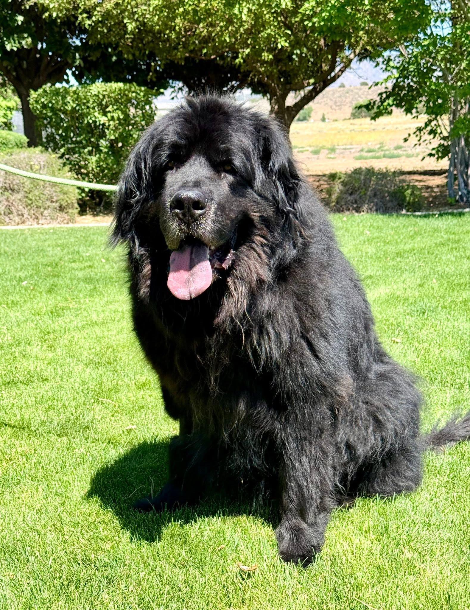 Enlarge Grizzy, a ADOPTABLE Newfoundland Dog in Gardnerville, NV image 1/1