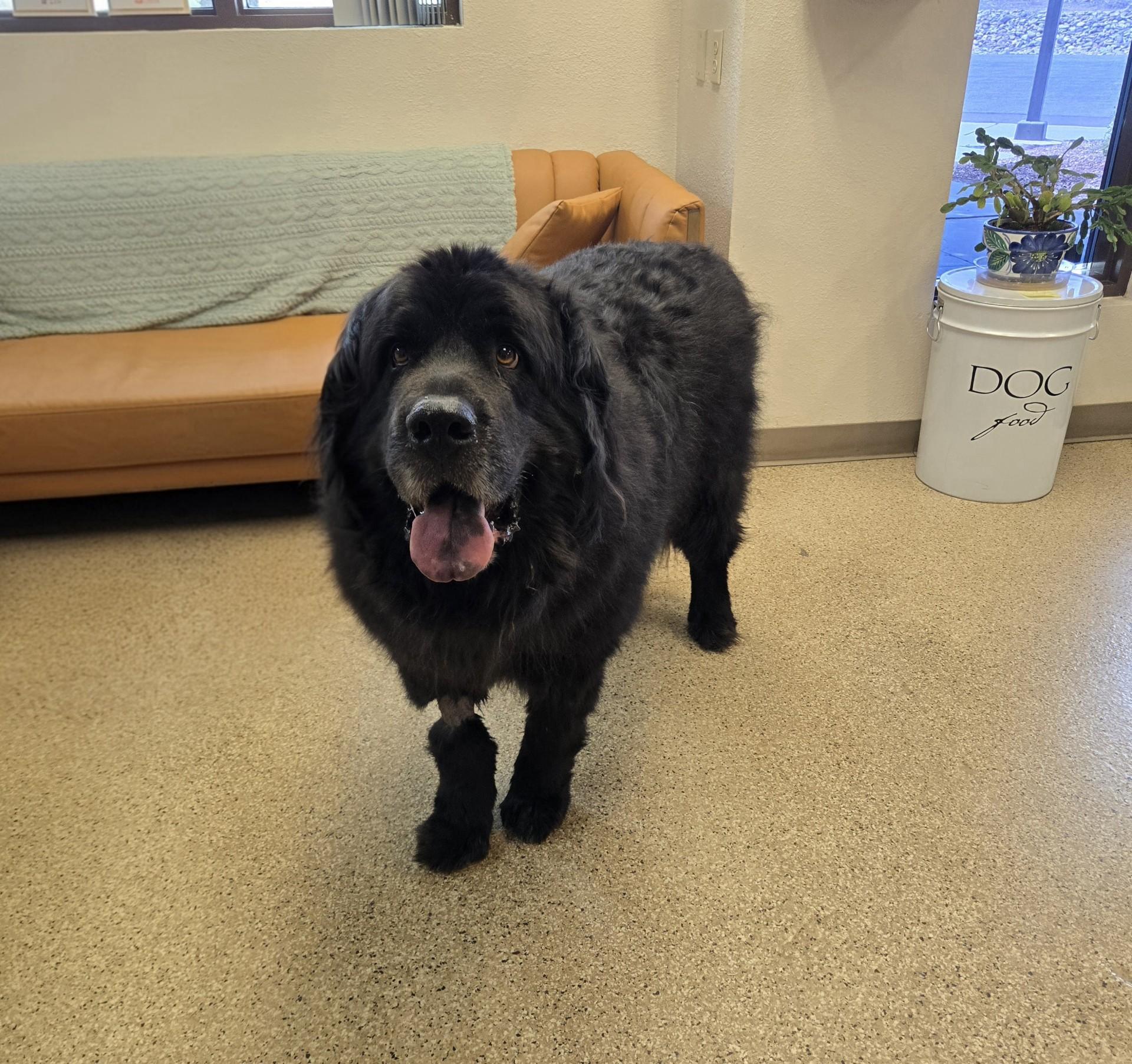 Grizzy, ADOPTABLE, Senior Male Newfoundland Dog.