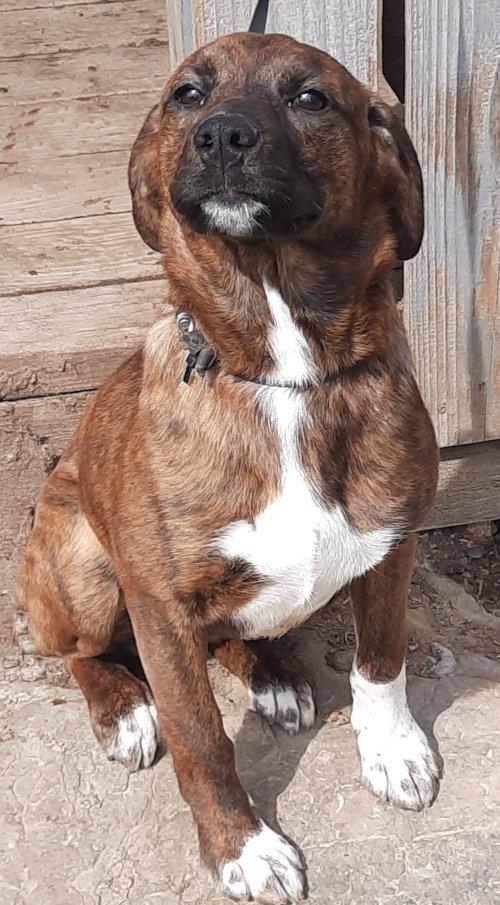 Enlarge Boots, a Adoptable mixed breed in Mcconnelsville, OH image 2/3