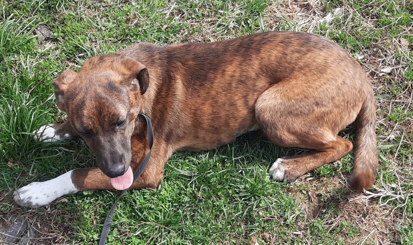 Enlarge Boots, a Adoptable mixed breed in Mcconnelsville, OH image 3/3