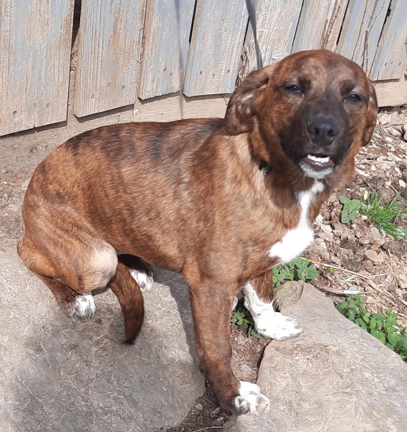 Boots, Adoptable, Young Female Plott Hound & Australian Shepherd.