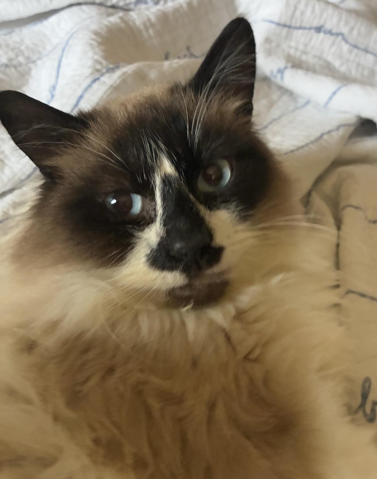 Halen, Adoptable, Young Male Siamese.