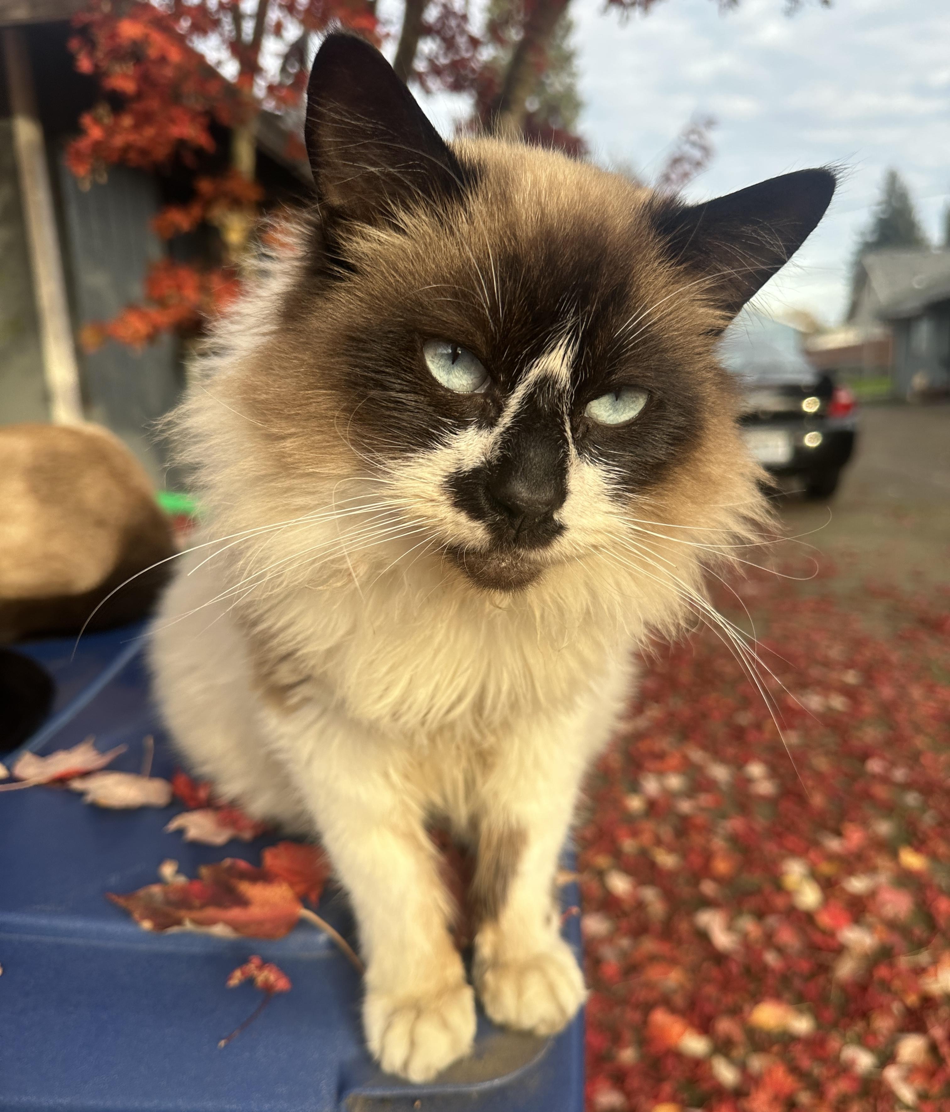 Halen, a Adoptable mixed breed in Beaverton, OR image 3/3