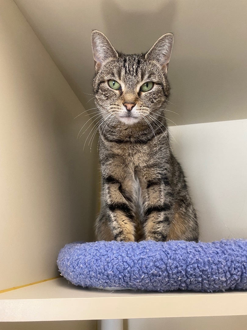 Enlarge Turbo, a Adoptable Domestic Short Hair in Somerset, NJ image 11/15