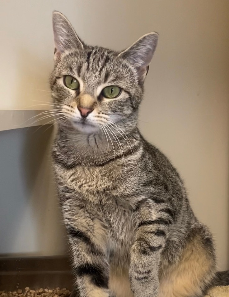 Enlarge Turbo, a Adoptable Domestic Short Hair in Somerset, NJ image 12/15