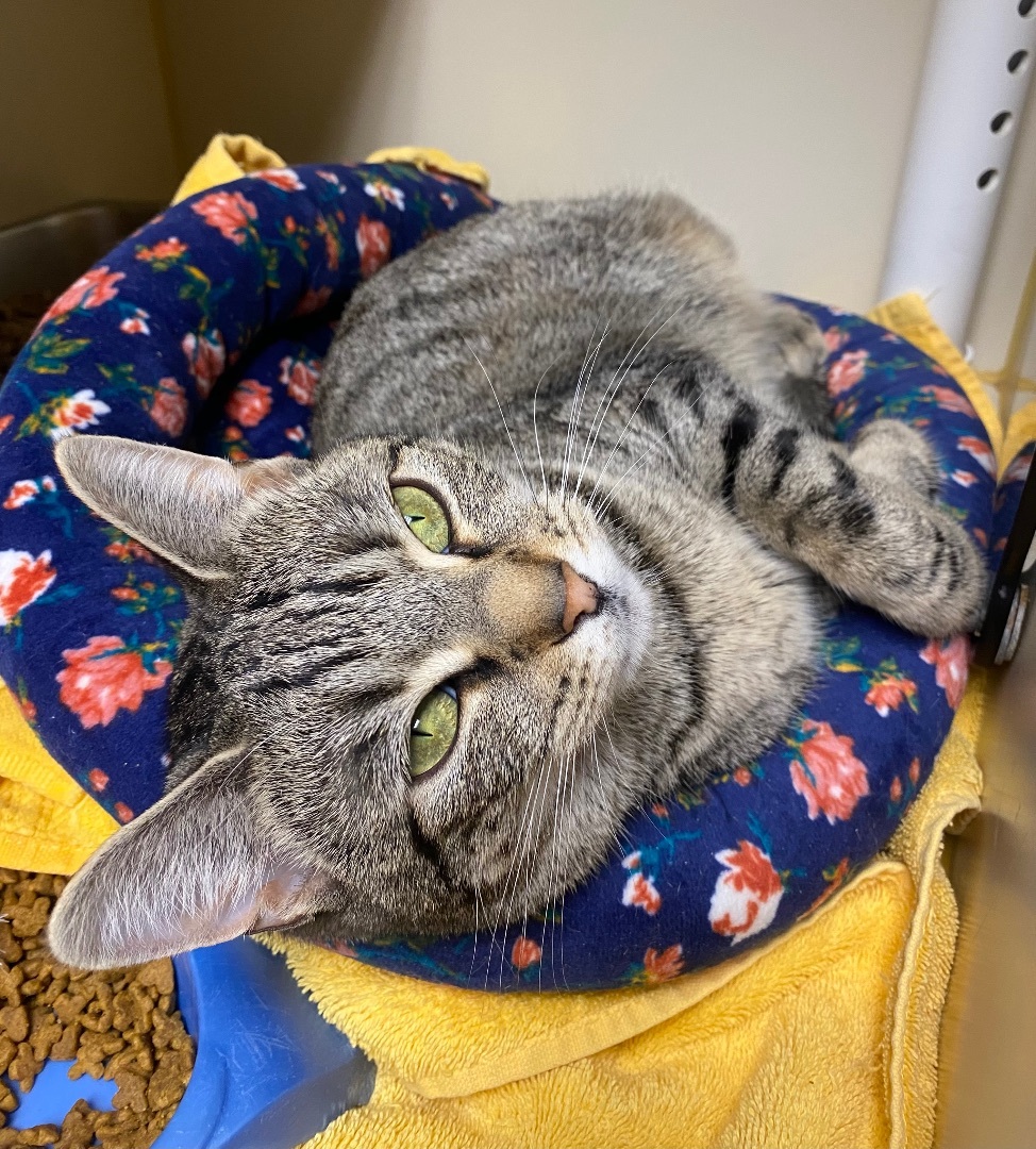 Enlarge Turbo, a Adoptable Domestic Short Hair in Somerset, NJ image 13/15