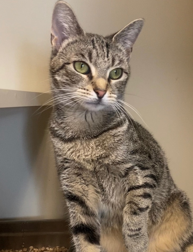 Enlarge Turbo, a Adoptable Domestic Short Hair in Somerset, NJ image 14/15