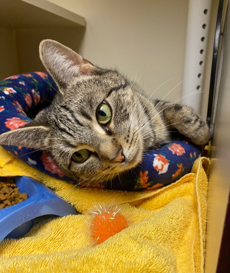 Enlarge Turbo, a Adoptable Domestic Short Hair in Somerset, NJ image 15/15