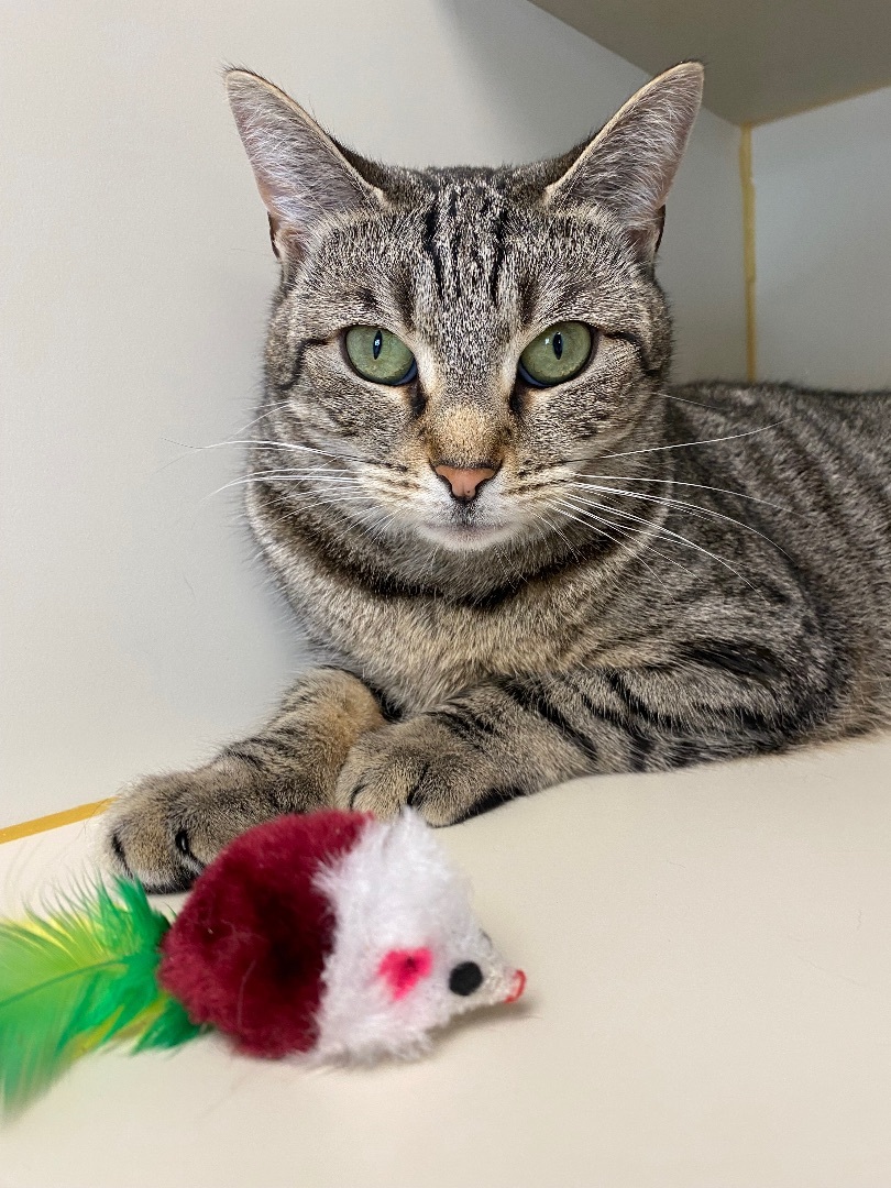 Turbo, a Adoptable Domestic Short Hair in Somerset, NJ image 1/15