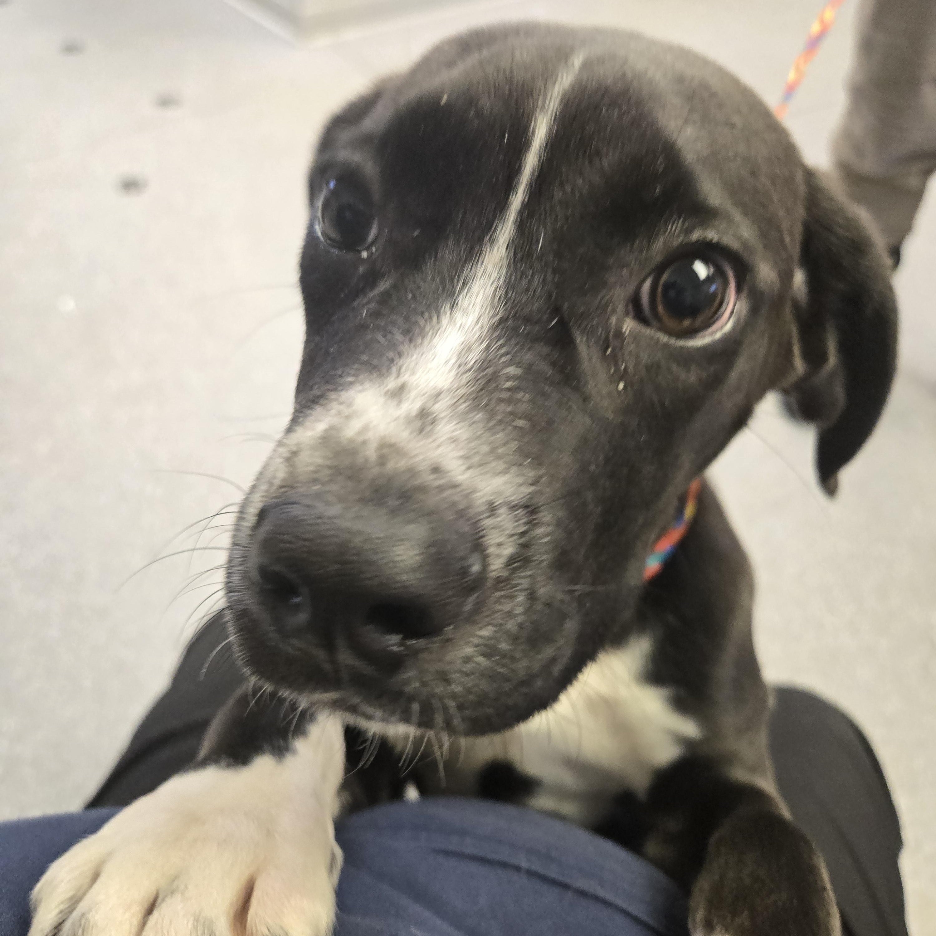 Brooke, adopted, Young Female Black Labrador Retriever.
