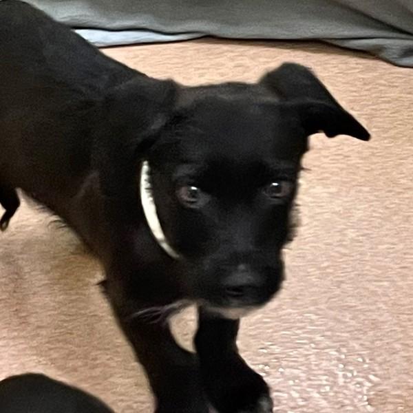 Ernie, Adoptable, Puppy Male Terrier.