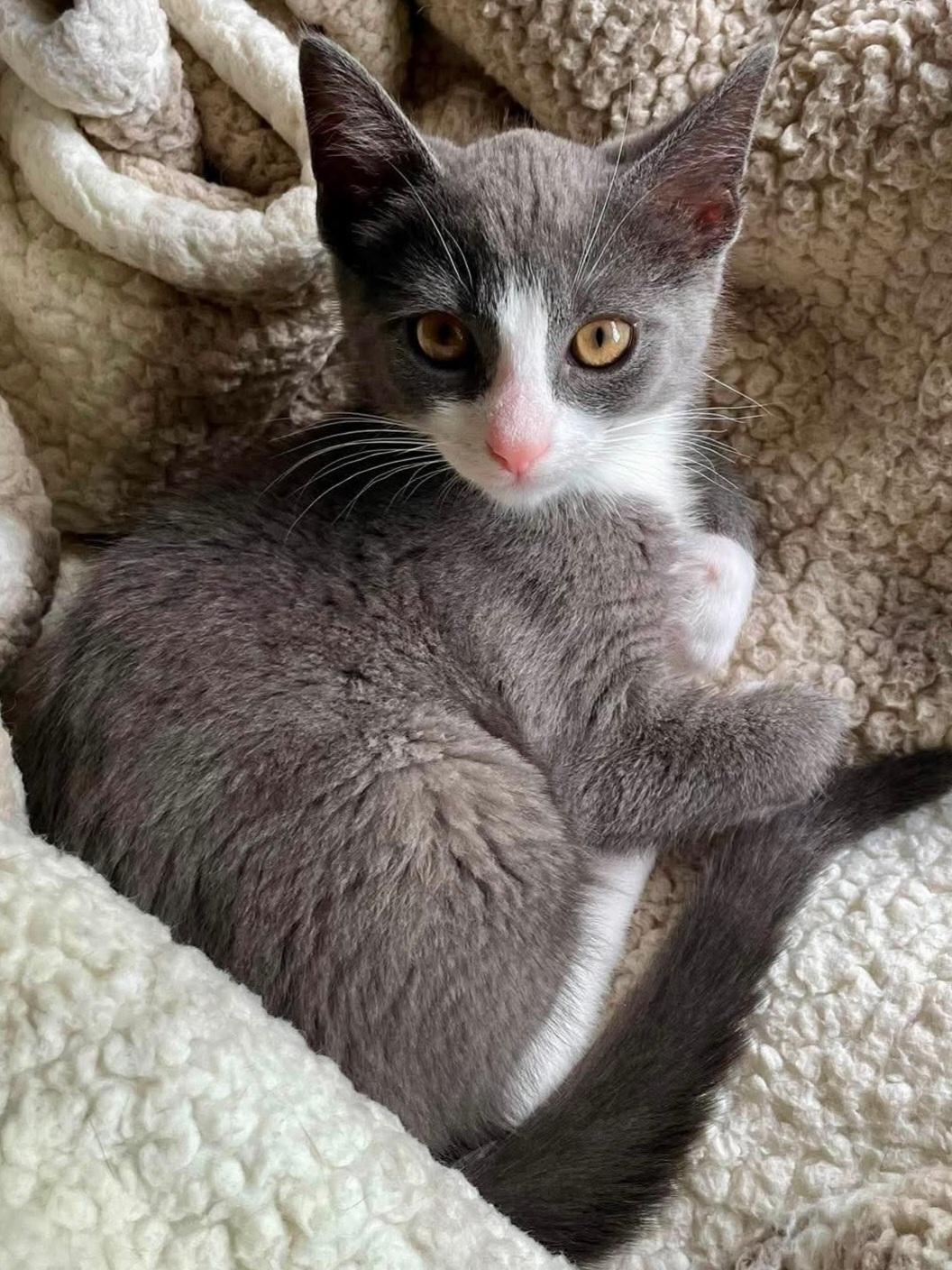 Enlarge George, a ADOPTABLE Domestic Short Hair in Johnson City, TN image 1/1