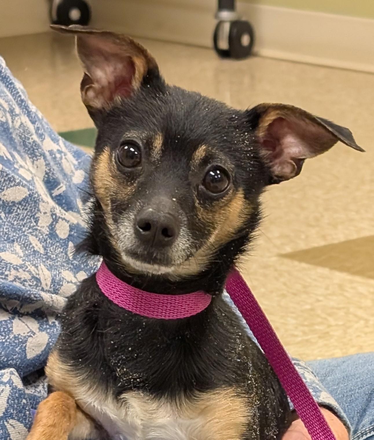 Enlarge Bean, an adopted Chihuahua in Hastings, NE image 1/3