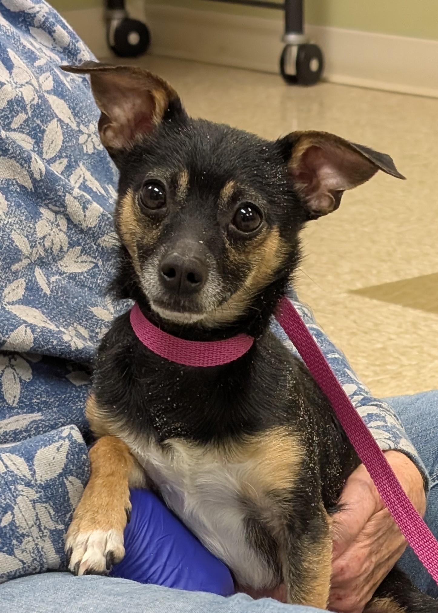 Enlarge Bean, an adopted Chihuahua in Hastings, NE image 3/3