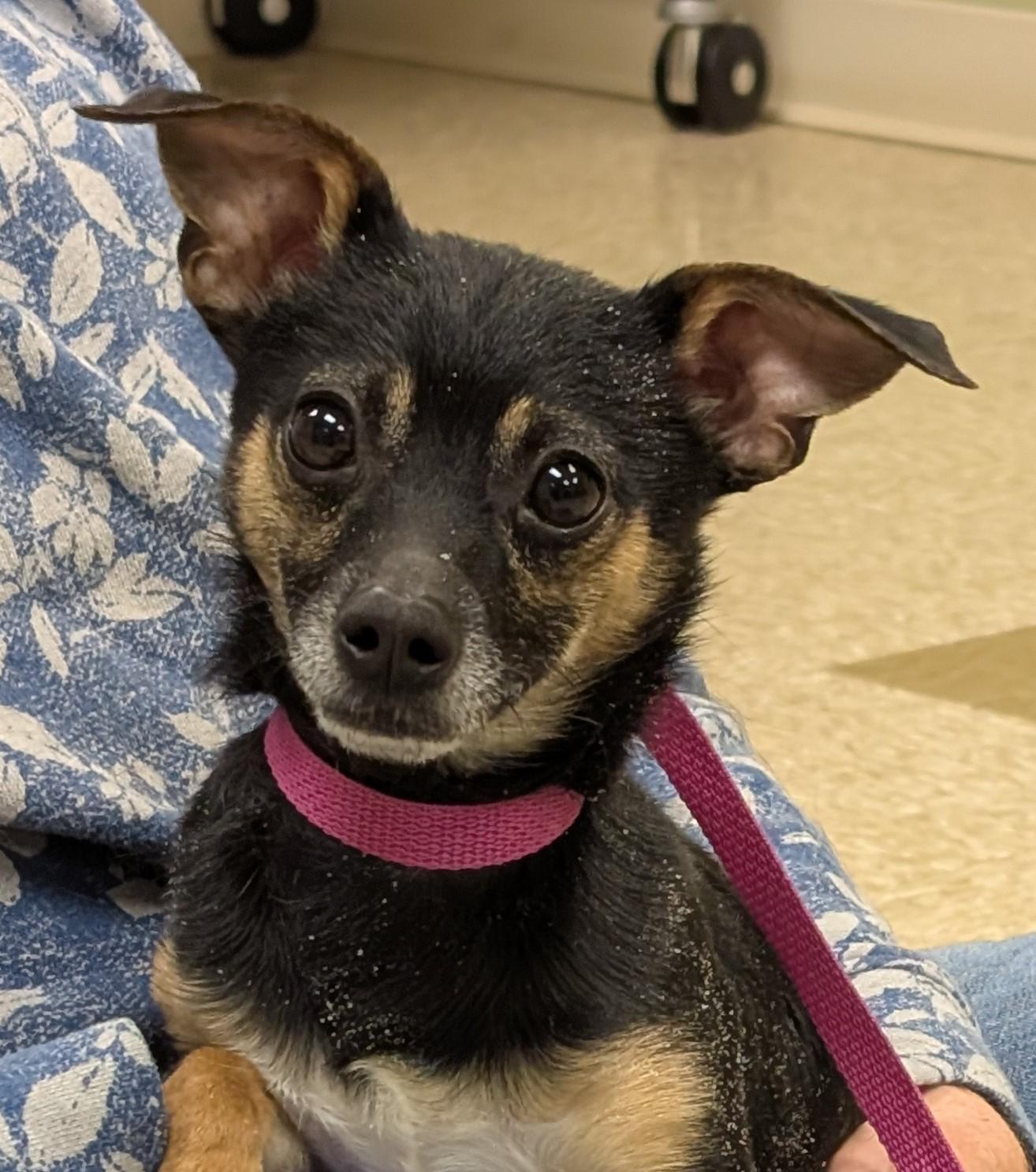 Enlarge Bean, an adopted Chihuahua in Hastings, NE image 2/3