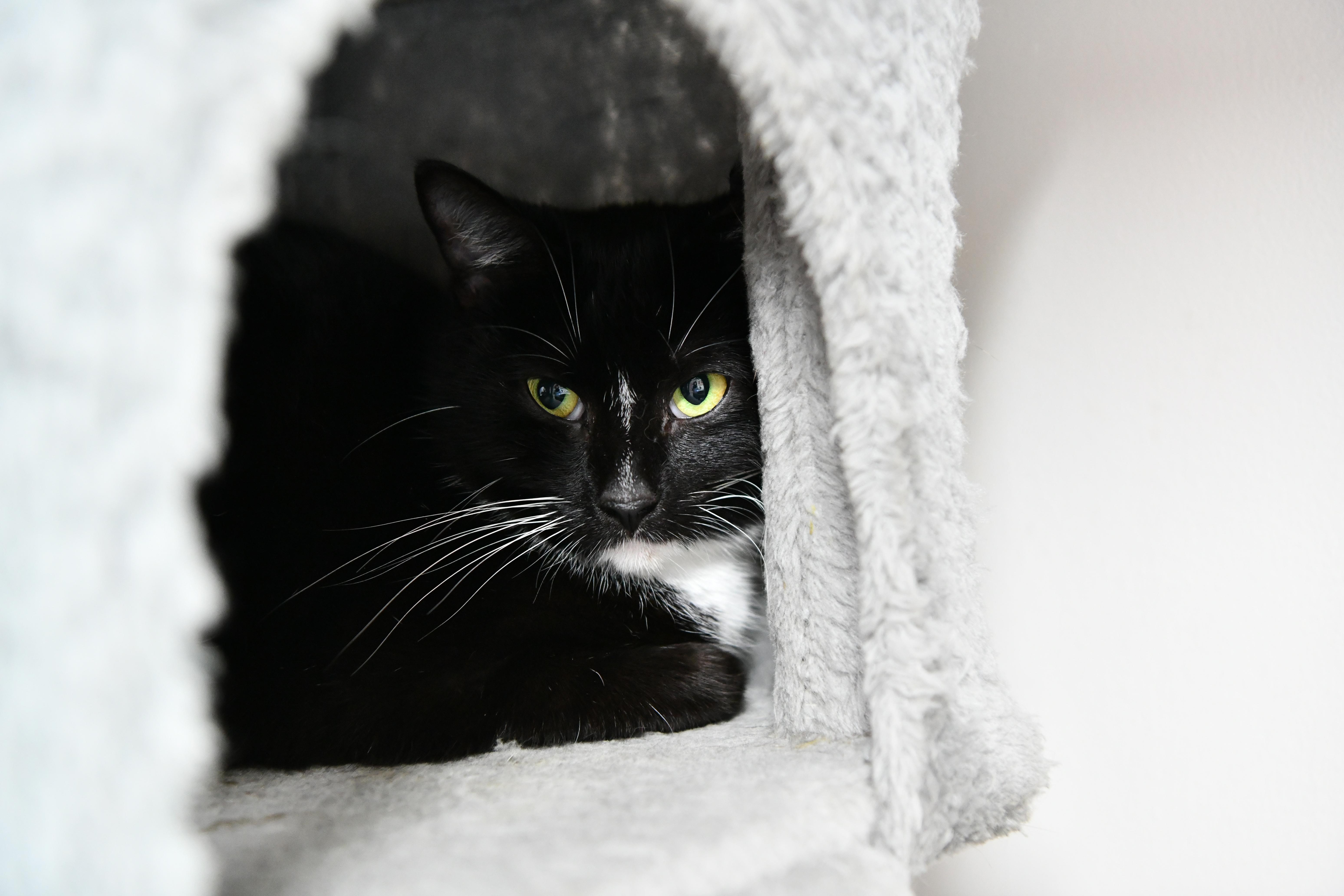 Enlarge Linda, a ADOPTABLE Domestic Short Hair in Fairhope, AL image 2/2