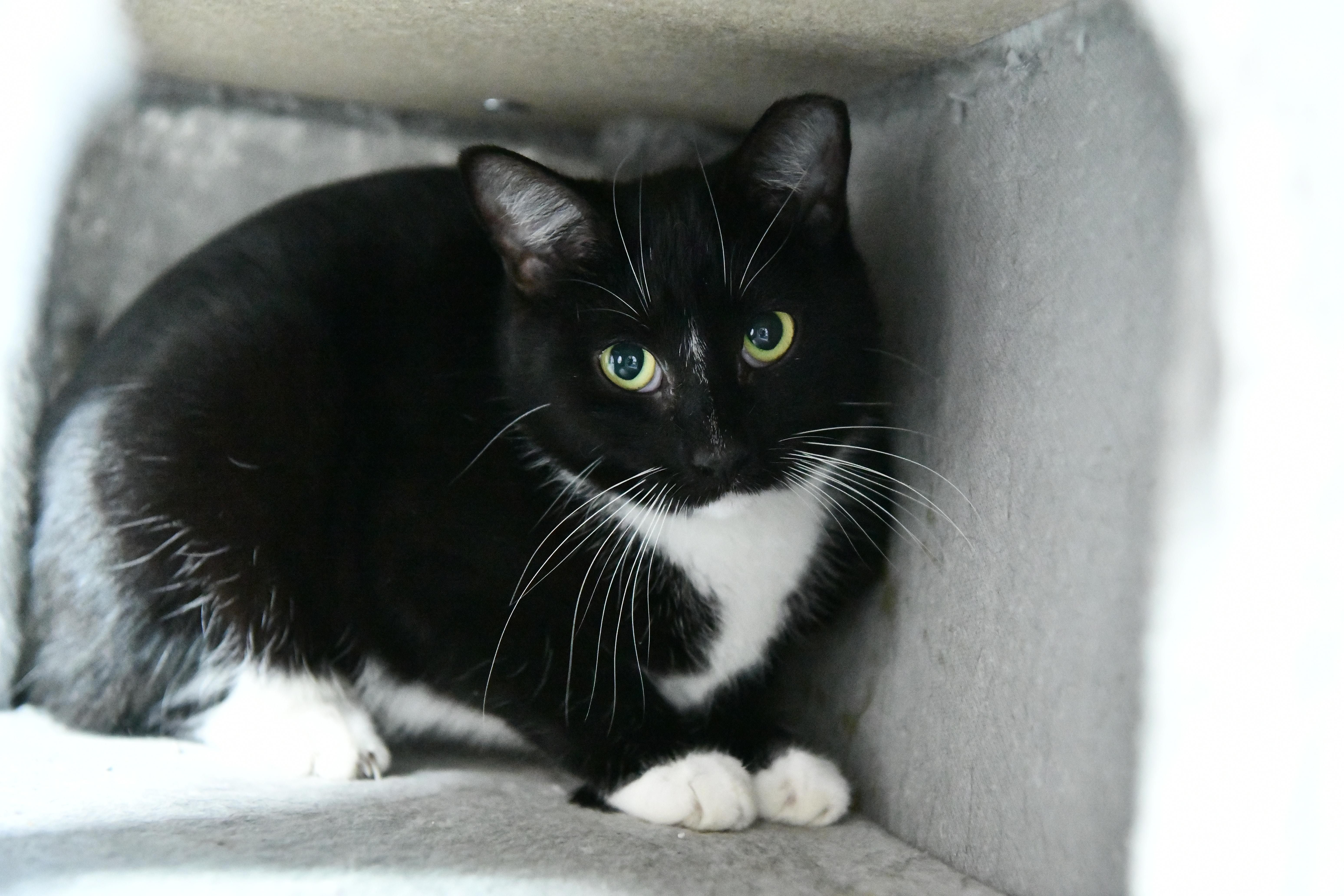 Enlarge Linda, a ADOPTABLE Domestic Short Hair in Fairhope, AL image 1/2