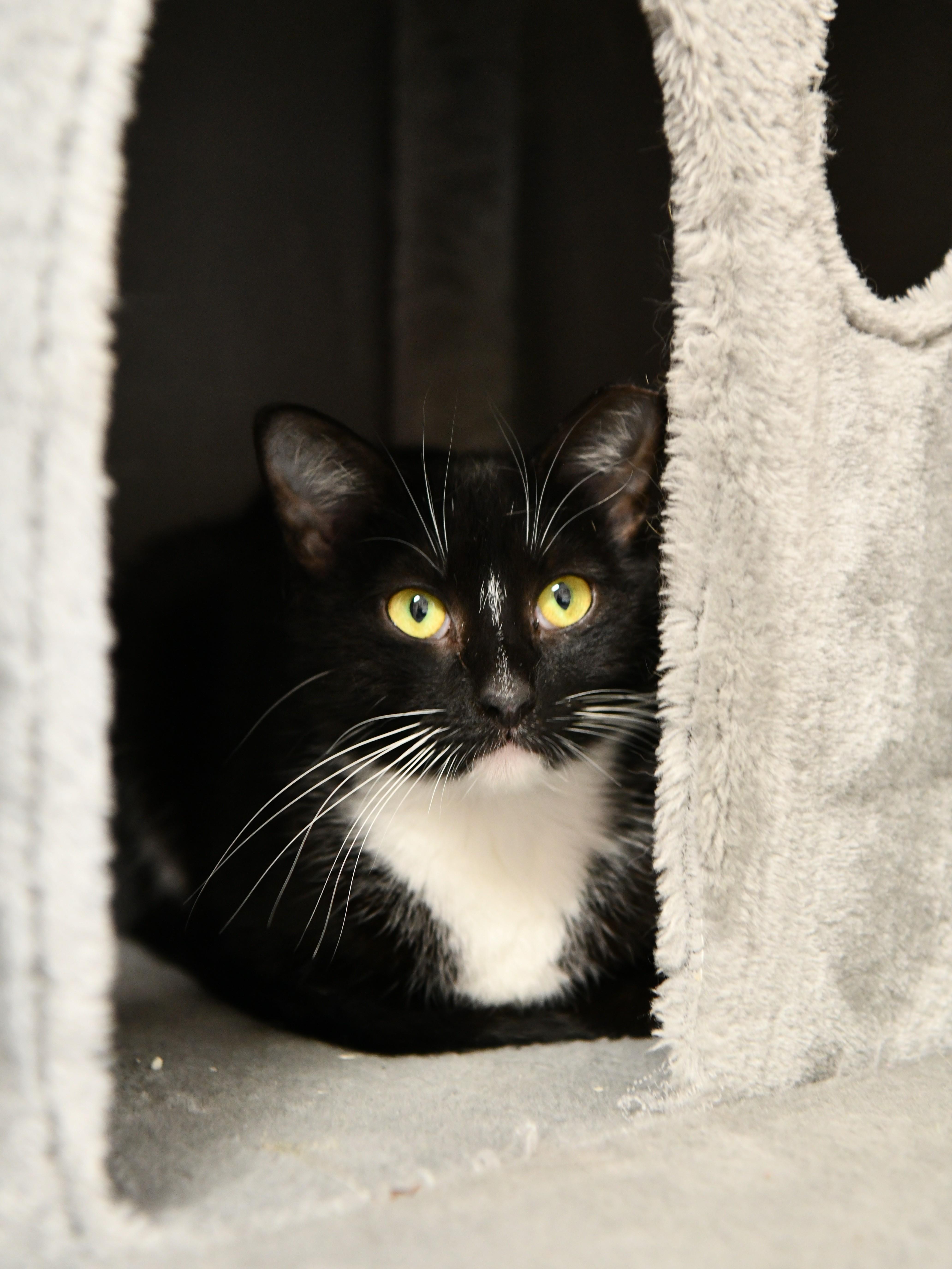 Linda, ADOPTABLE, Adult Female Domestic Short Hair.