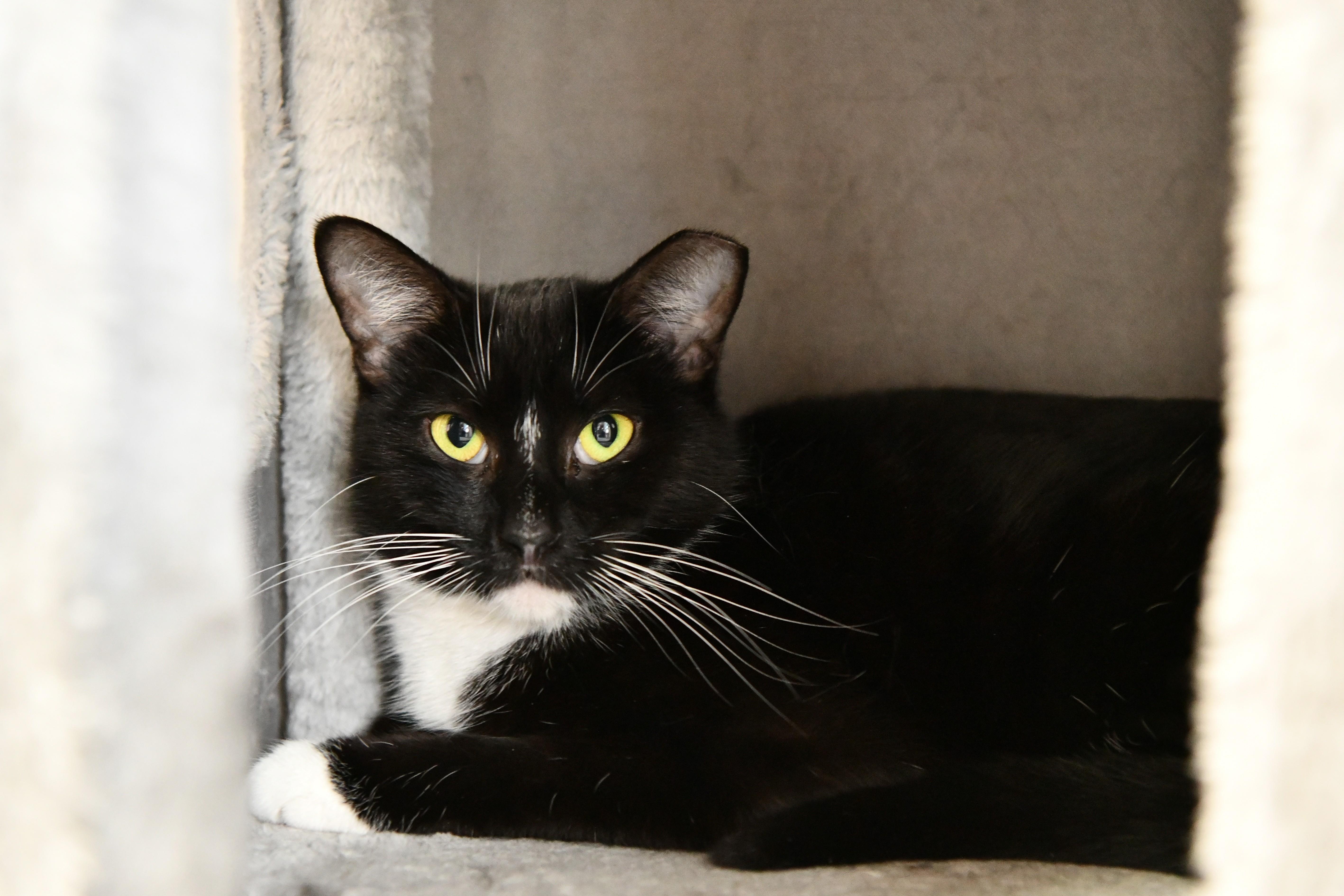 Linda, ADOPTABLE, Adult Female Domestic Short Hair.