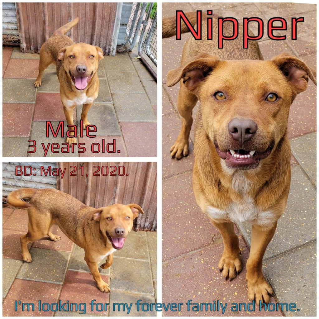 Enlarge Nipper, a Adoptable mixed breed in Boaz, AL image 2/3