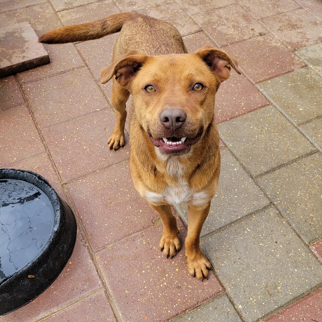 Nipper, Adoptable, Adult Male Shar-Pei & Mixed Breed.