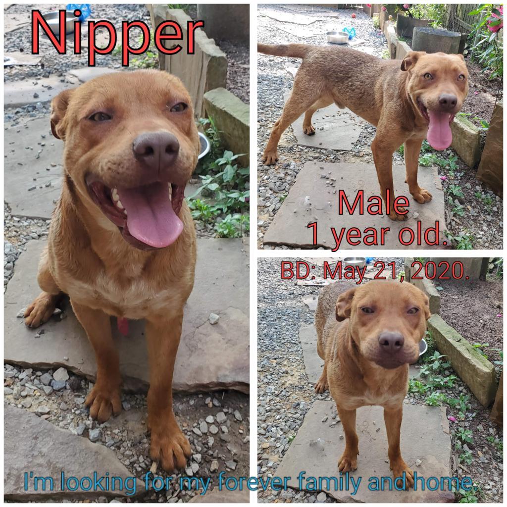 Enlarge Nipper, a Adoptable mixed breed in Boaz, AL image 3/3