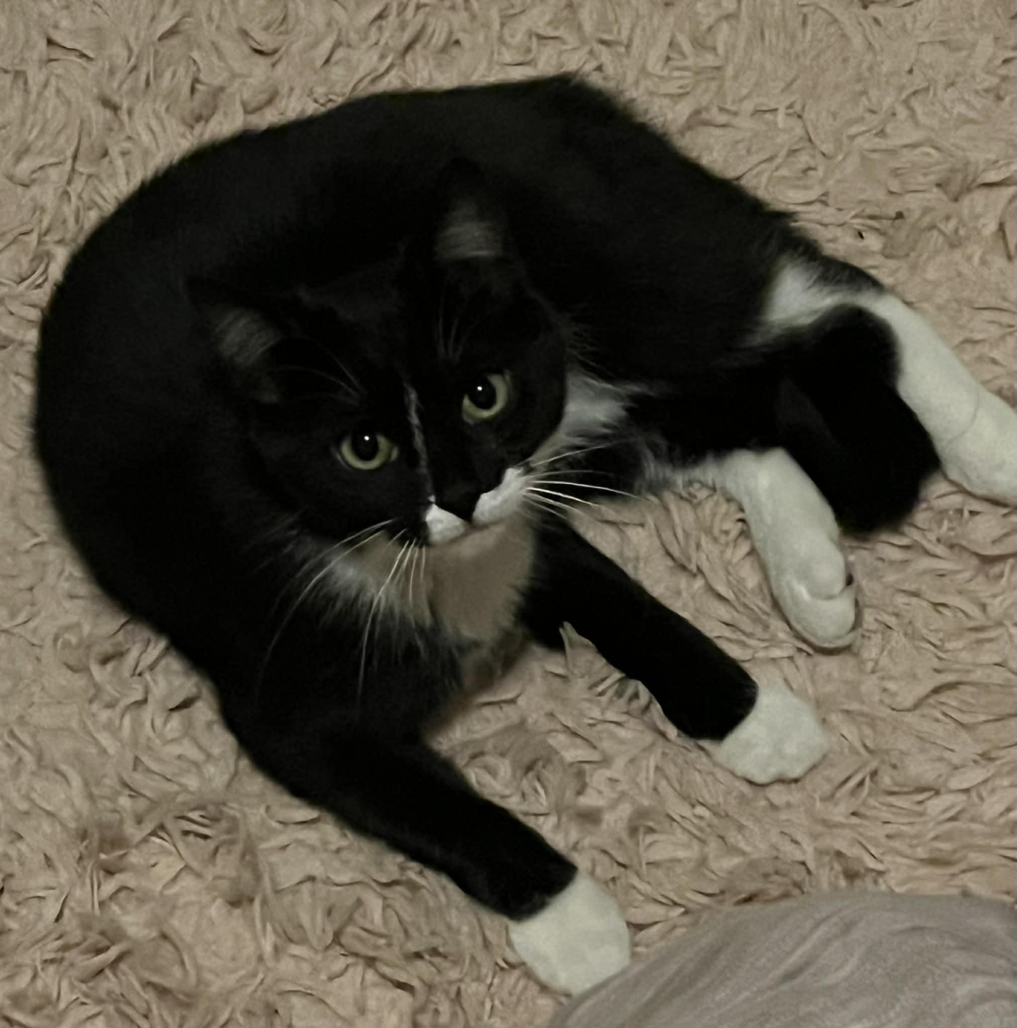 Enlarge Queen Bea, a ADOPTABLE Domestic Short Hair in Reynoldsburg, OH image 1/5