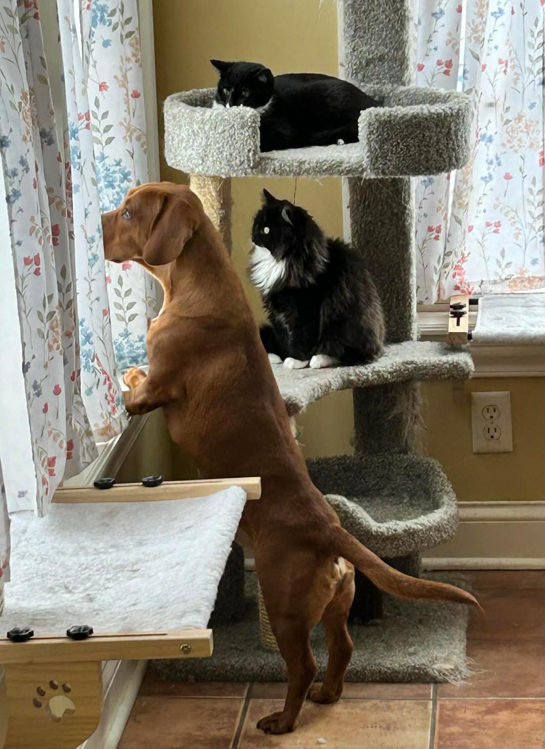 Enlarge Queen Bea, a ADOPTABLE Domestic Short Hair in Reynoldsburg, OH image 4/5