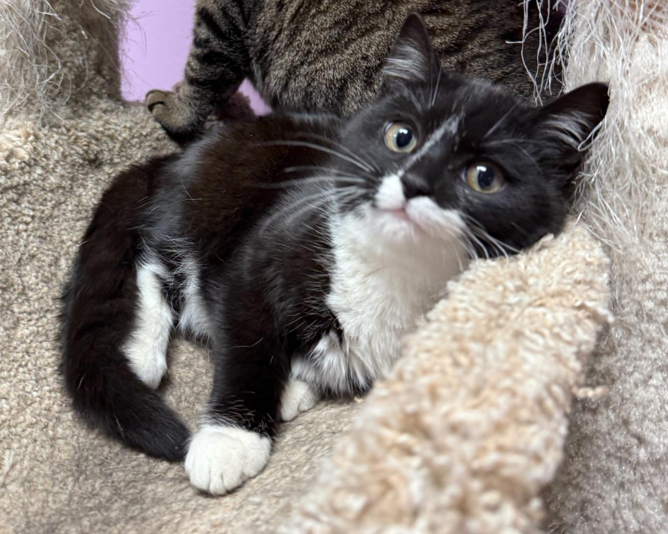 Queen Bea, ADOPTABLE, Kitten Female Domestic Short Hair.