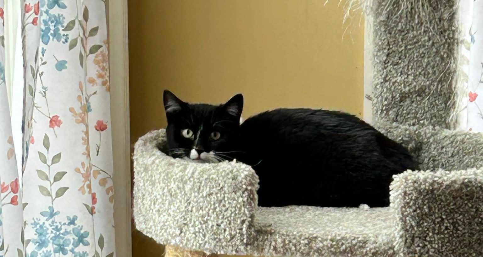 Enlarge Queen Bea, a ADOPTABLE Domestic Short Hair in Reynoldsburg, OH image 3/5
